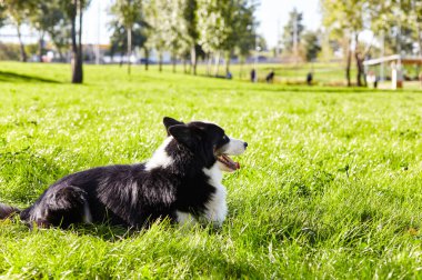 Sonbahar parkında Sibirya layası. Doğa yürüyüşündeki köpek.