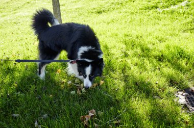 Sonbahar parkında Sibirya layası. Doğa yürüyüşündeki köpek.