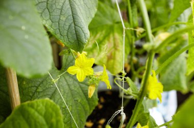 Doğal salatalık bir serada yetişir. Serada taze sebze yetiştirmek.