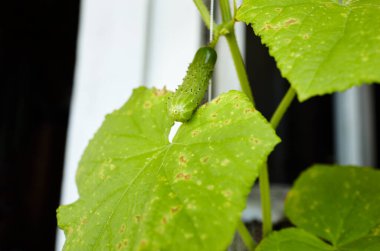 Doğal salatalık bir serada yetişir. Serada taze sebze yetiştirmek.