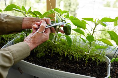 Erkeklerin el hasadı yeşil biberleri makasla keser. Ev serasında çiftçi adam bahçıvanlığı