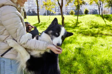 Sahibi sonbahar parkında Sibiryalı bir laika köpeğiyle oynuyor. Bir köpekle bir kadının arkadaşlığı.