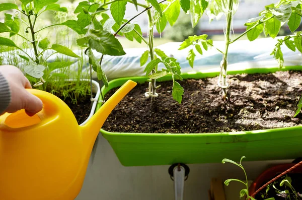 Homem Jardinagem Casa Estufa Mãos Masculinas Segurar Regar Pode Regar — Fotografia de Stock