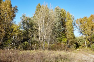 Orman gökyüzüne ve çayırlara karşı. Bir sıra ağacın ve mavi gökyüzünün güzel manzarası