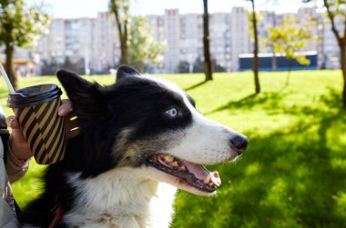Sahibi sonbahar parkında Sibiryalı bir laika köpeğiyle oynuyor. Bir köpekle bir kadının arkadaşlığı.
