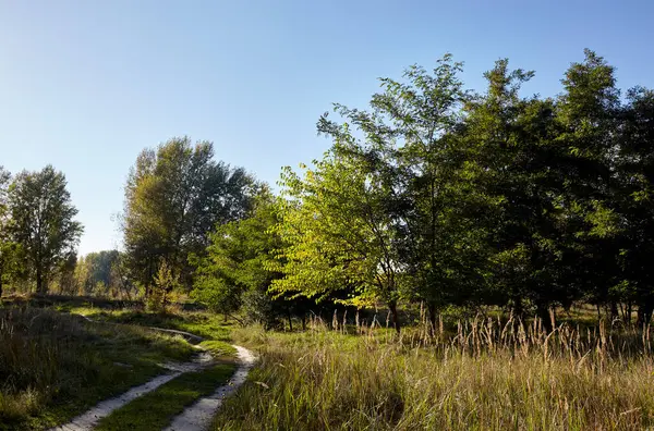 stock image Road in forest against the sky and meadows. Beautiful landscape of trees and blue sky background