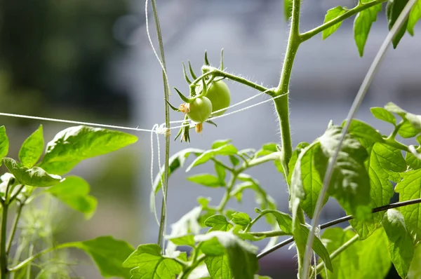 토마토는 정원에서 자란다 농장에서 채소를 재배하는 — 스톡 사진
