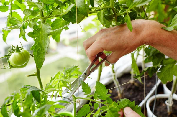 stock image Men's hands pruning suckers (side shoots) from tomato plants with scissors. Farmer man gardening in home greenhouse