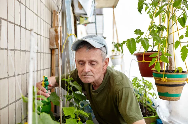 Old man gardening in home greenhouse. Men\'s hands hold spray bottle and watering the cucumber plant