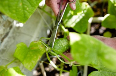 Erkeklerin el hasadı salatalığı makasla keser. Ev serasında çiftçi adam bahçıvanlığı