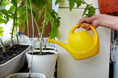 Ev serasında bahçeyle uğraşan yaşlı bir adam. Erkek eli su kabını tutar ve domatesleri sular.