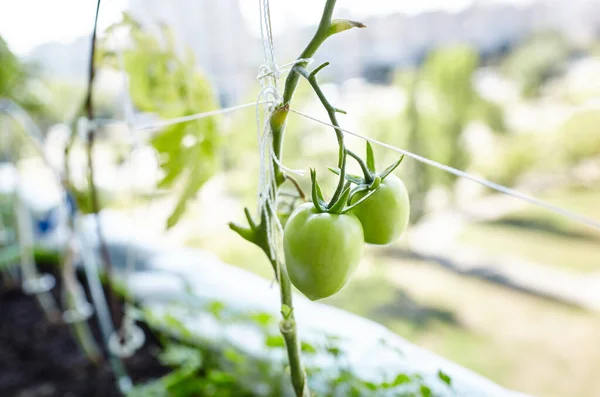 Помидор Растет Оранжерее Выращивание Свежих Овощей Теплице — стоковое фото