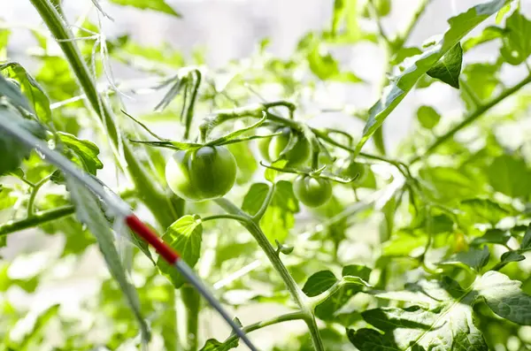 토마토는 정원에서 자란다 농장에서 채소를 재배하는 — 스톡 사진