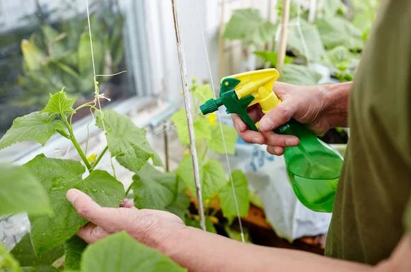 Orang Tua Berkebun Rumah Kaca Tangan Pria Memegang Botol Semprotan — Stok Foto