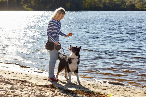 Sahibi sahilde Sibiryalı bir laika köpeğiyle oynuyor. Bir köpekle bir kadının arkadaşlığı.