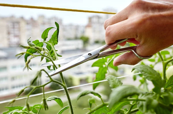 男性の手ははさみでトマトの植物から吸盤 サイドシュート を剪定します 家庭の温室での農家の男の園芸 ストック写真
