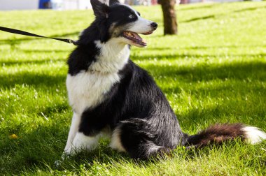 Sonbahar parkında Sibirya layası. Doğa yürüyüşündeki köpek.
