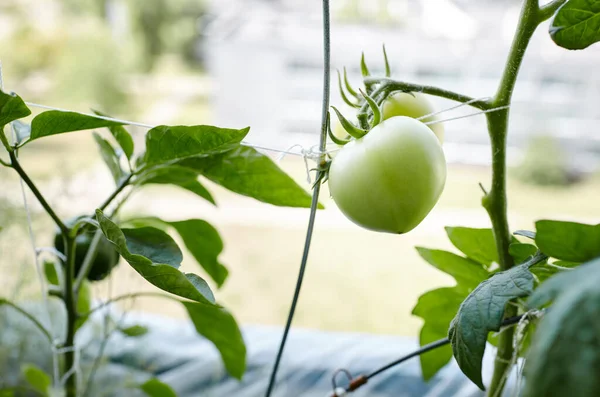 トマトは温室で成長します 温室で新鮮な野菜を育てる — ストック写真