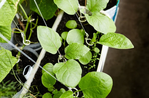 stock image Eggplant grows in a greenhouse. Fresh organic aubergine. Growing fresh vegetables in a greenhouse