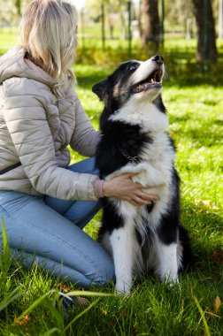 Sahibi sonbahar parkında Sibiryalı bir laika köpeğiyle oynuyor. Bir köpekle bir kadının arkadaşlığı.