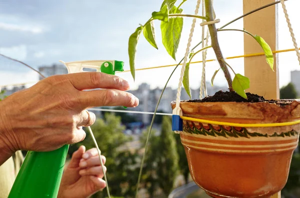 Old man gardening in home greenhouse. Men\'s hands hold spray bottle and watering the tomato plant