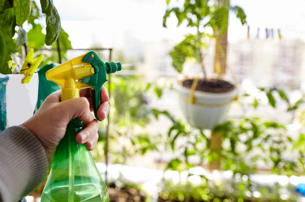 人在自家温室种花 男人的手捧着喷雾器 浇灌西红柿 — 图库照片