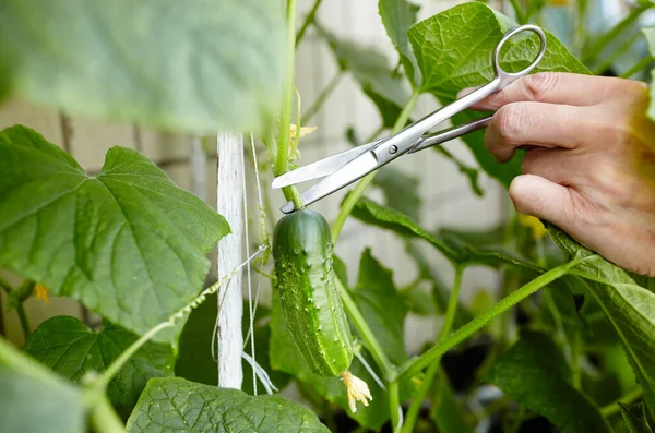 Tangan Pria Panen Memotong Mentimun Dengan Gunting Petani Berkebun Rumah — Stok Foto