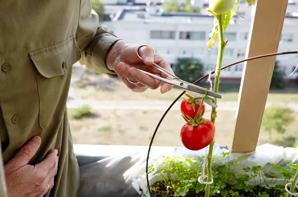 Tangan Pria Panen Memotong Tanaman Tomat Dengan Gunting Petani Berkebun — Stok Foto