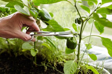 Erkeklerin el hasadı yeşil biberleri makasla keser. Ev serasında çiftçi adam bahçıvanlığı