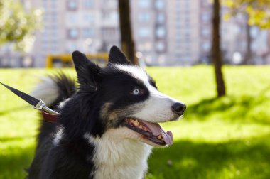 Sonbahar parkında Sibirya layası. Doğa yürüyüşündeki köpek.