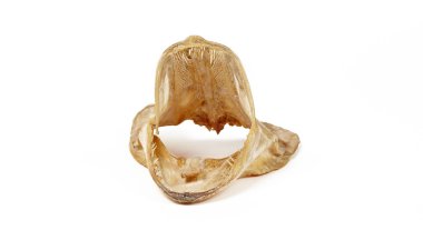 Kurumuş turna balığı kafası beyaz arka planda izole edilmiş. Açık ağızlı ve keskin dişli bir mızrak başı.