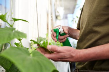 Ev serasında bahçeyle uğraşan yaşlı bir adam. Erkek eli sprey şişesini tutuyor ve salatalığı suluyor.