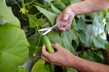 Erkeklerin el hasadı salatalığı makasla keser. Ev serasında çiftçi adam bahçıvanlığı
