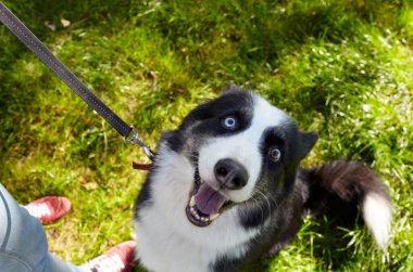 Sahibi sonbahar parkında Sibiryalı bir laika köpeğiyle oynuyor. Bir köpekle bir kadının arkadaşlığı.