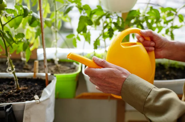 Old man gardening in home greenhouse. Men's hands hold watering can and watering the tomato plant