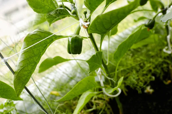 Pimentos Verdes Crescem Uma Estufa Cultivo Legumes Frescos Fazenda — Fotografia de Stock