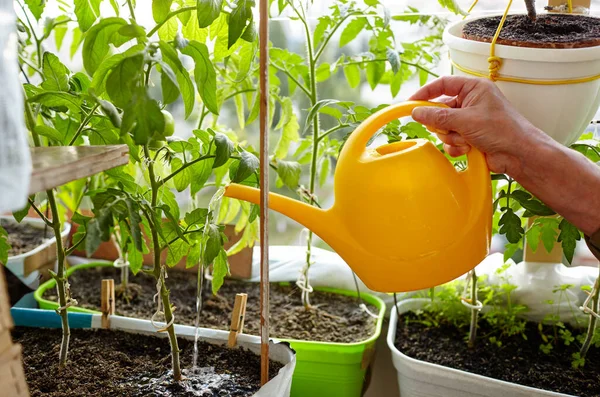 Velho Jardinagem Casa Estufa Mãos Masculinas Segurar Regar Pode Regar — Fotografia de Stock