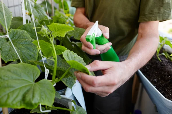自宅の温室で老人園芸 男性の手はスプレーボトルを保持し キュウリの植物に水をやる ロイヤリティフリーのストック写真