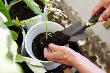 Ev serasında bahçeyle uğraşan yaşlı bir adam. Erkeklerin elleri toprağa domates tohumu ekiyor, seçici bir odak noktası. İlkbaharda ekim ve bahçe işleri.