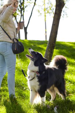 Sahibi sonbahar parkında Sibiryalı bir laika köpeğiyle oynuyor. Bir köpekle bir kadının arkadaşlığı.