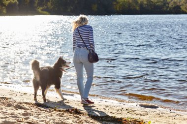 Sahibi sahilde Sibiryalı bir laika köpeğiyle oynuyor. Bir köpekle bir kadının arkadaşlığı.