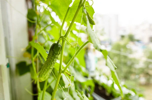 Natürliche Gurken Wachsen Gewächshaus Frisches Gemüse Gewächshaus Anbauen — Stockfoto