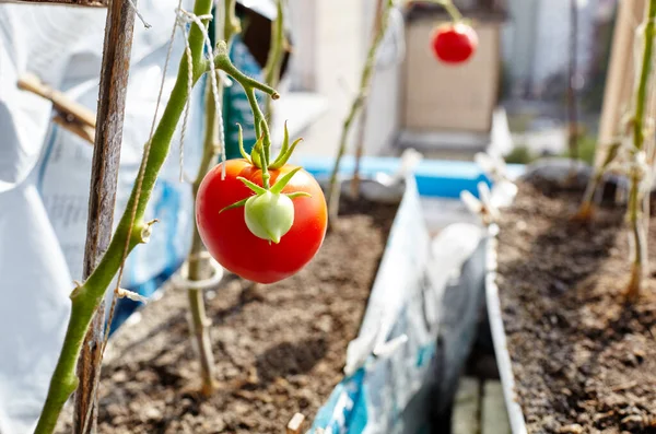 Tomat Tumbuh Rumah Kaca Menanam Sayuran Segar Rumah Kaca — Stok Foto