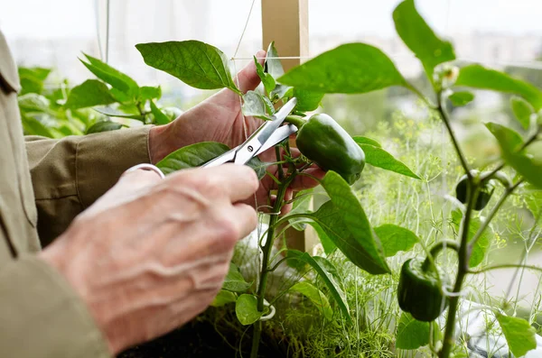 Tangan Pria Panen Memotong Paprika Hijau Dengan Gunting Petani Berkebun — Stok Foto