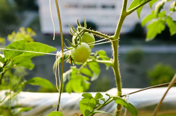 Pomodoro Cresce Una Serra Coltivare Verdure Fresche Serra — Foto Stock