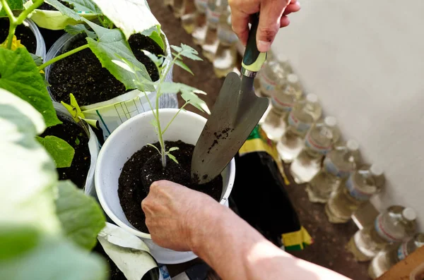 Old Man Gardening Home Greenhouse Men Hands Planting Tomato Seedlings — Stock Photo, Image