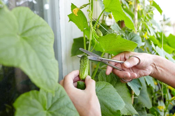 Tangan Pria Panen Memotong Mentimun Dengan Gunting Petani Berkebun Rumah — Stok Foto