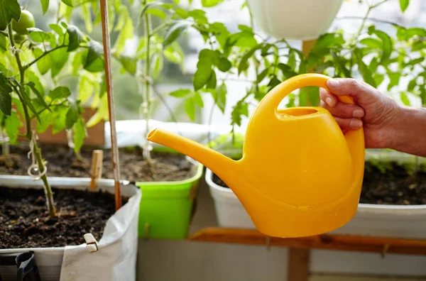 Velho Jardinagem Casa Estufa Mãos Masculinas Segurar Regar Pode Regar — Fotografia de Stock
