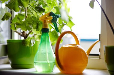 Çiçekler, plastik su püskürtücü ve pencere pervazında bir su bidonu. Kapalı alan çiçekleri, bakım ve bahçe işleri.