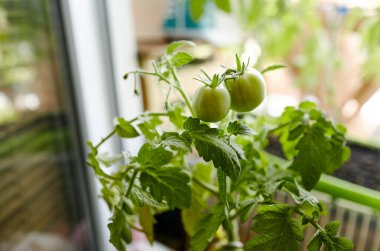 Domates bir serada yetişir. Serada taze sebze yetiştirmek.
